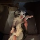라마지샤 이미지