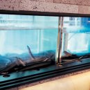 내포풍천장어 이미지