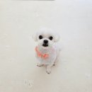 따뜻하개 | 따뜻하개 신림동 애견 미용실 추천 스트레스 없는 애견미용 말티즈 미용
