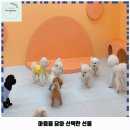 시우스쿨링 대화 이미지