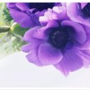 아네모네 이미지