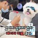 원 동물병원 | 라퓨클레르 동물병원 강아지 알러지 검사 레이저치료 비용 후기