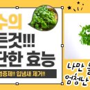 고수 ( cilantro ) 의 효능 이미지