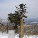 고목나무 이미지