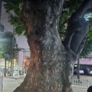 대구 신천동 천상월광선녀 다녀온 후기 – 마음이 한결 가벼워졌어요!