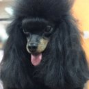 레몬이네 그루밍샵 이미지