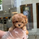 광주강아지분양 마마스미독 24시 광주봉선점 이미지