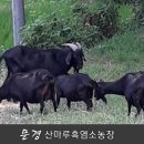 문경흑염소 이미지