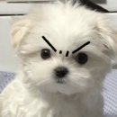 할머니떡집 이미지