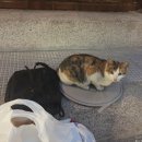 베어키친