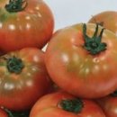 덜익은 토마토 안익은거 먹어도 될까 후숙 방법 이미지