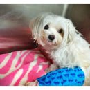 백슬동물병원 이미지