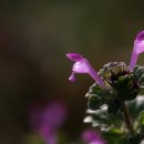 대왕수천 이미지