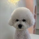 아르펫살롱 이미지