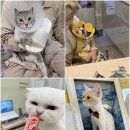 무마취 고양이 미용실 반할고양 이미지