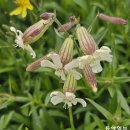 지금, 백두산떡쑥을 만나러 양구에 갈 시간 이미지