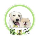 와프리 | 포천 피플애견스파펜션 대형견 가능! 개별 운동장 있는 가성비 좋은 펜션 솔직 후기