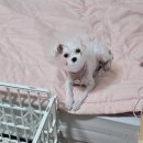 대구착한동물병원 | 과잉진료없는 대구 '이솝동물병원' 중성화수술 후기