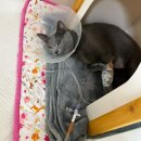 비뇨기 질환 | 고양이 요도폐색 증상? 이런 행동 보이면 바로 병원 가세요! (요도루 조성술 수술후기)