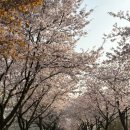 꽃비어린이집 | 인천 검단신도시 벚꽃길 두돌 아기랑 다녀온 숨은 명소 (꽃비 타이밍🌸)