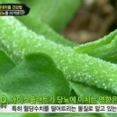 아삭아이스 이미지