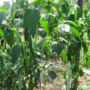 장형농장 이미지