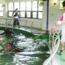 수영통상