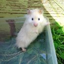 mignon 네이버블로그