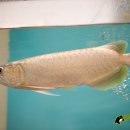 피시매니아 이미지