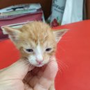 예송동물병원 이미지