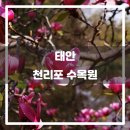 천리포선착장 | 태안 천리포 수목원(2018.04): 우아한 목련, 쪽빛 태안 앞바다
