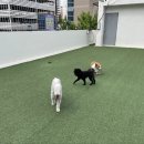 멍멍캐슬 이미지