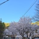 구만 | 🌸 밀양 구만산장캠핑장 벚꽃캠핑 후기