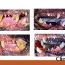 관저종합동물병원 이미지