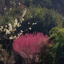 델릭