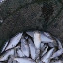 별빛하루 이미지