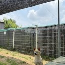 6월 8일의 포피 (애교 폭발 까망이) 이미지