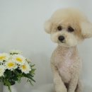 다소니펫살롱 이미지