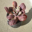 메르디안 이미지