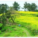 하화도 꽃섬길 이미지