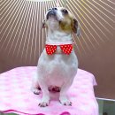 퍼피투게더 이미지