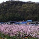 복사꽃피는마을 이미지