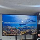 버블 | 창원 마산프리다이빙 마린버블다이브 후기