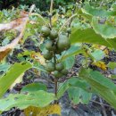 머루다래 이미지