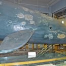 장생포고래박물관 이미지