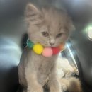 야옹아 놀자 포항점 이미지