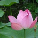 연꽃향기 이미지