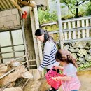 다정목장 | 경남가볼만한곳 남해양떼목장 2곳 남해가족여행