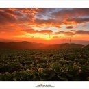 바람의언덕 이미지