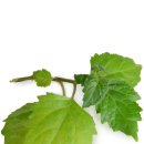 라벤더&바닐라 이미지